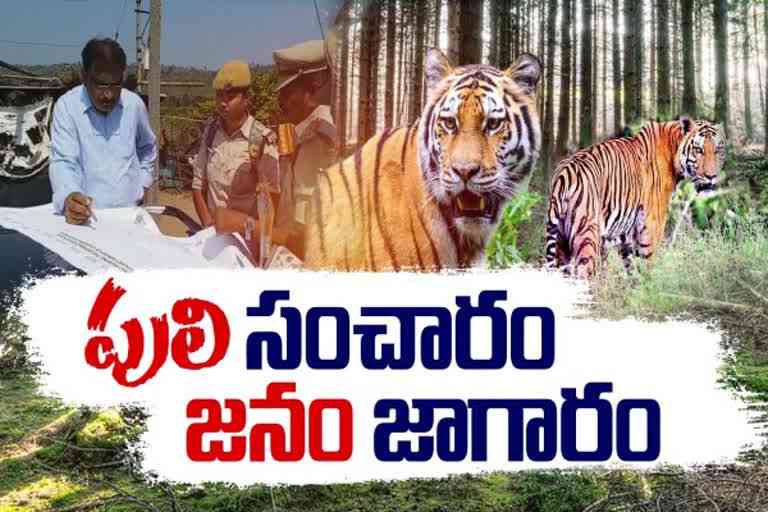 Wandering of Tigers in Adilabad District