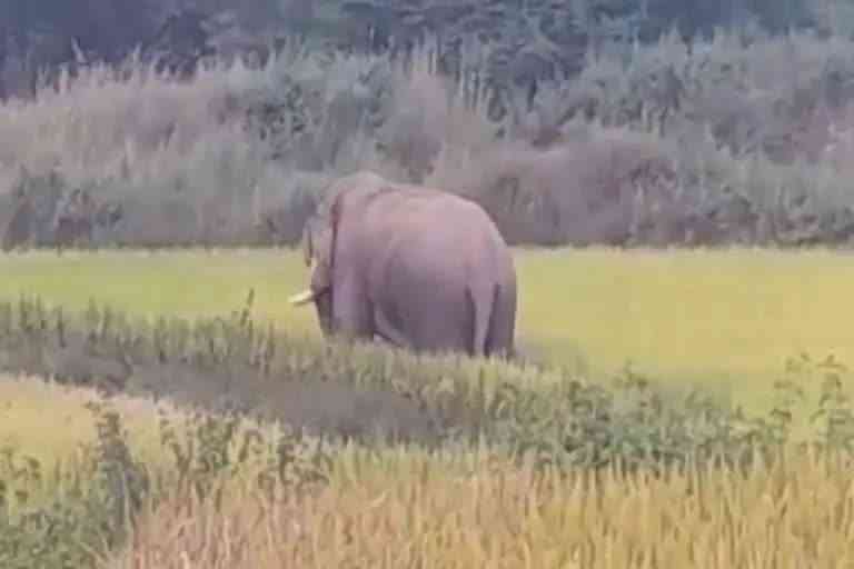 Electricity department in defense of FIR on death of elephant in Khunti