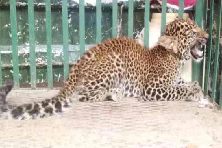 2 leopard cubs died in bandhavgarh tiger reserve