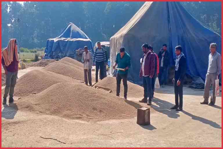Purchase of paddy in Sirmaur