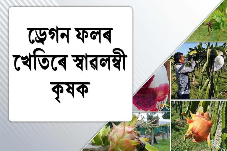 Assam Youth self reliant with Dragon Fruits Farming