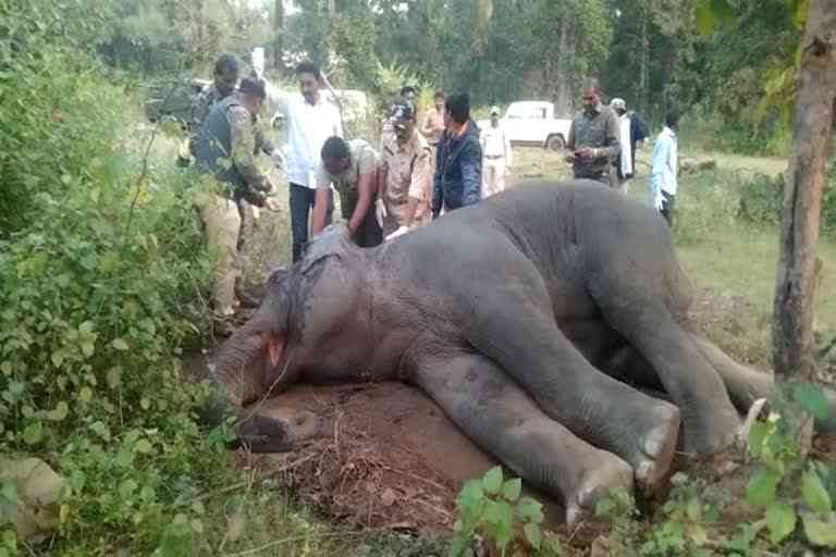 umaria wild elephant fainted