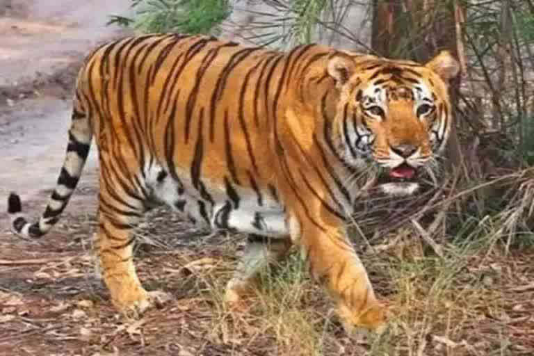 tiger attacks on farmer in mysuru