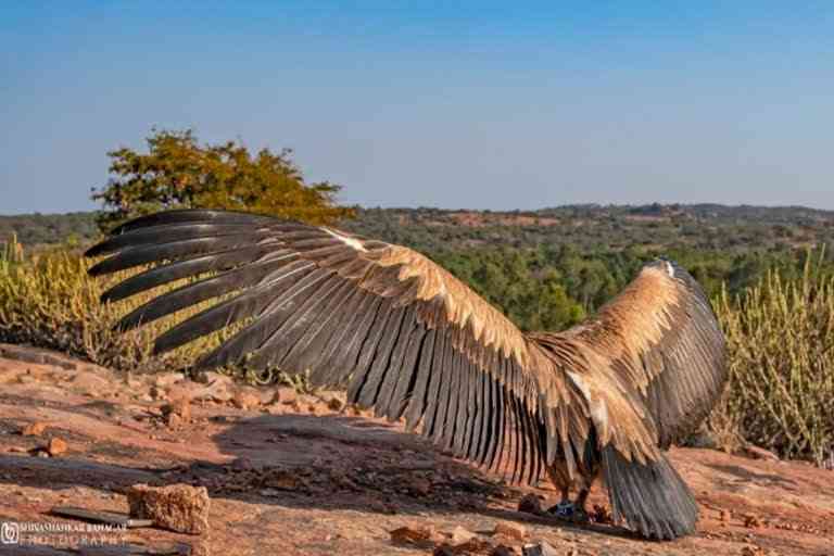 Rare Eurasian griffon vulture released after recovery