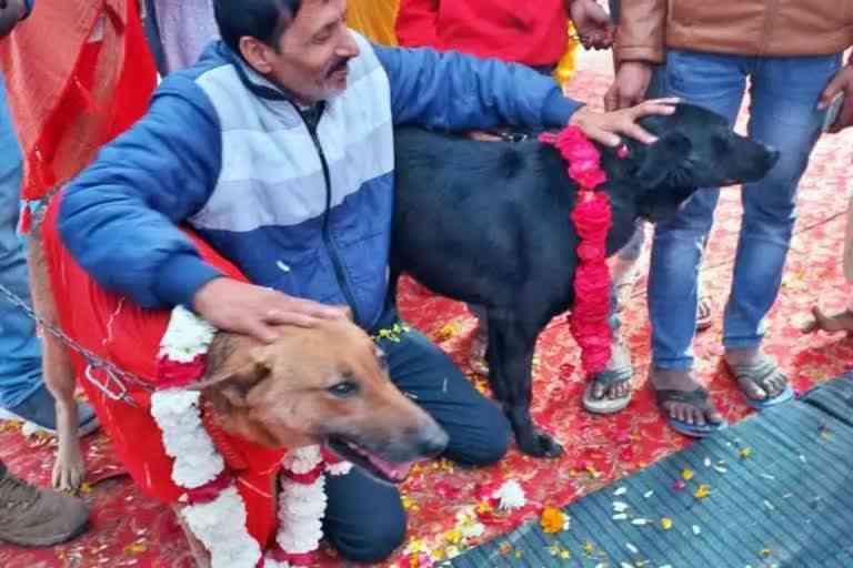 grand wedding of dogs in uttar pradesh