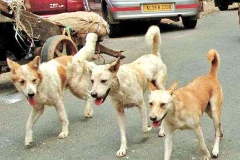Singrauli Dogs Attack