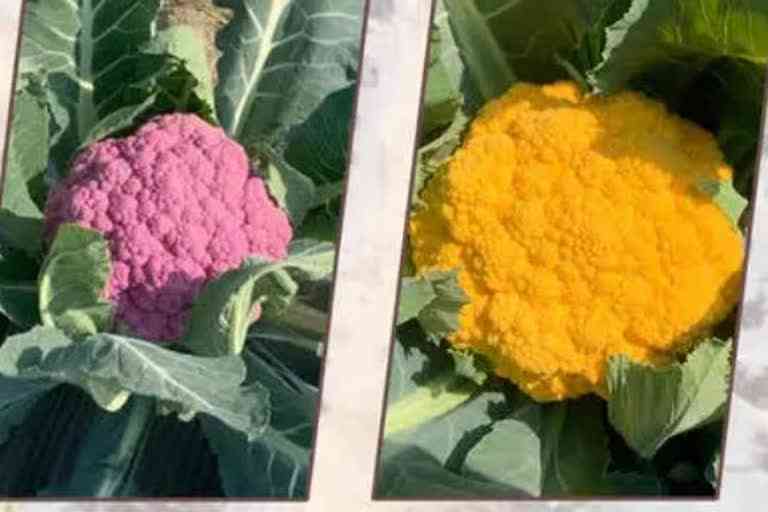 INDO ISRAEL VEGETABLE EXCELLENCE CENTER GIVING TRAINING TO GHARAUNDA FARMERS TO GROW COLORED CABBAGE