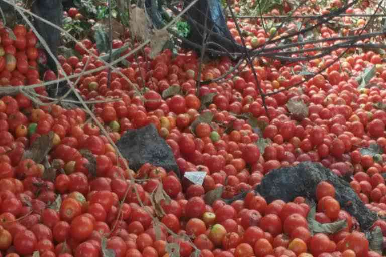 Chhindwara Vegetable Farming
