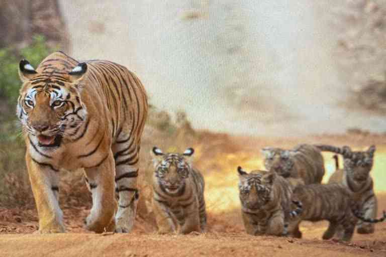tourists were thrilled to see tigress with 5 cubs